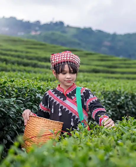 Darjeeling