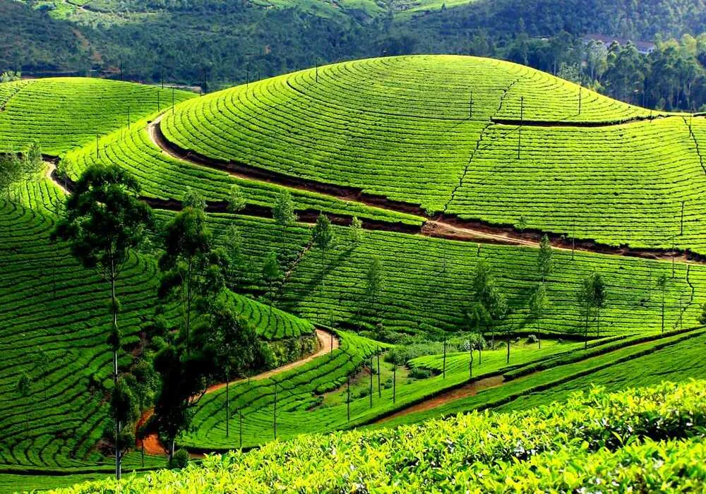 Alleppey First (3 Nights / 4 Days – Ex Cochin)
