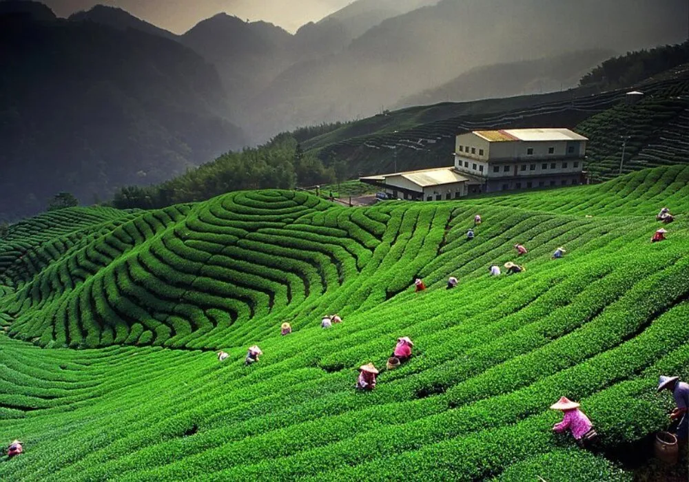 Sikkim & Darjeeling Hills for 04 Nights and 05 Days