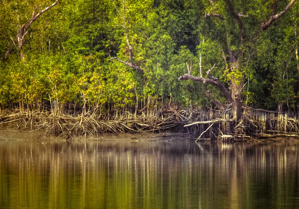5 Days and 4 Nights of Heritage & Nature: Kolkata & Sunderban Exploration