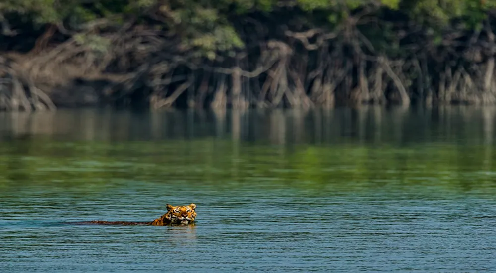 5 Days and 4 Nights of Heritage & Nature: Kolkata & Sunderban Exploration
